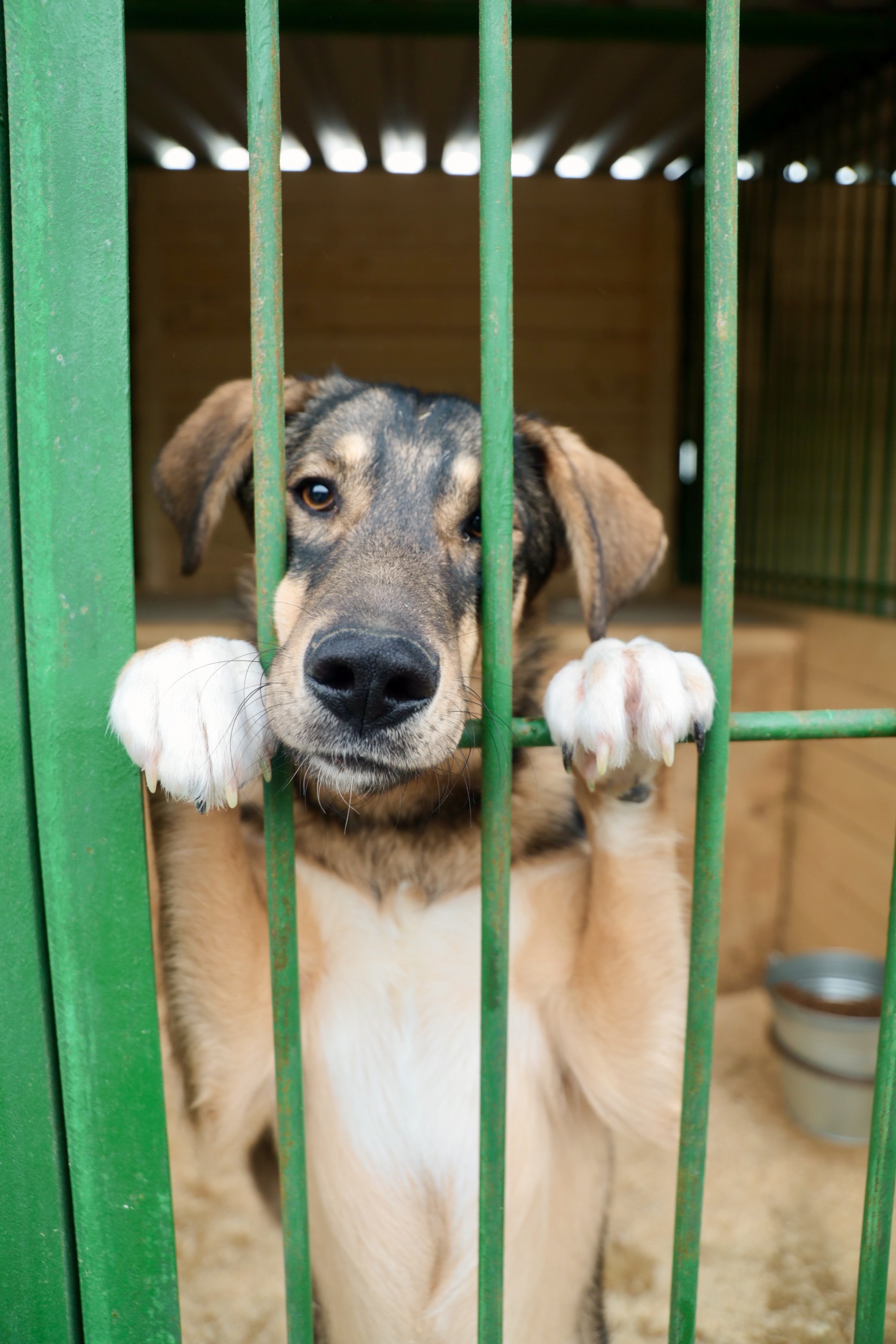 PARI собрала 1 200 000 рублей на корм для бездомных собак в ходе акции «Андердоги»