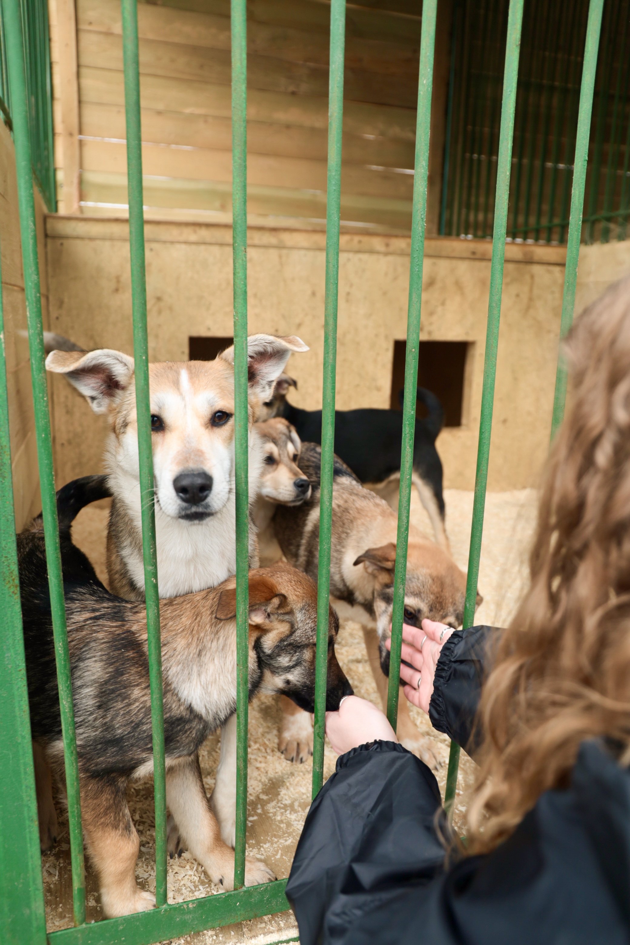 PARI собрала 1 200 000 рублей на корм для бездомных собак в ходе акции «Андердоги»