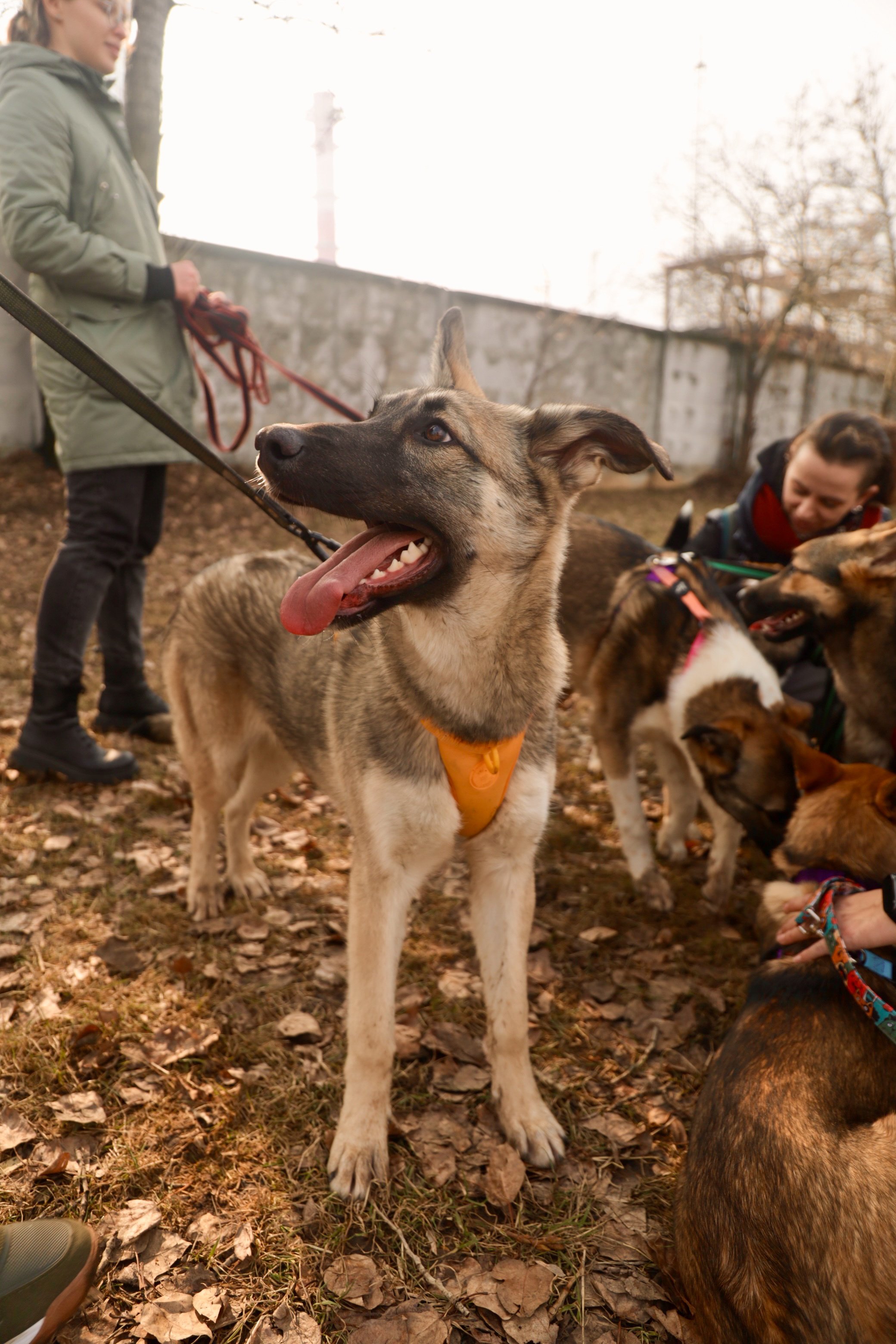 PARI собрала 1 200 000 рублей на корм для бездомных собак в ходе акции «Андердоги»